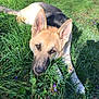 dog, german_shepherd, grass, outdoor, nature, sunlight, pet, animal, ears, fur, greenery, flower, lawn, curious, lying_down, canine, daylight, snout, eyes, peaceful