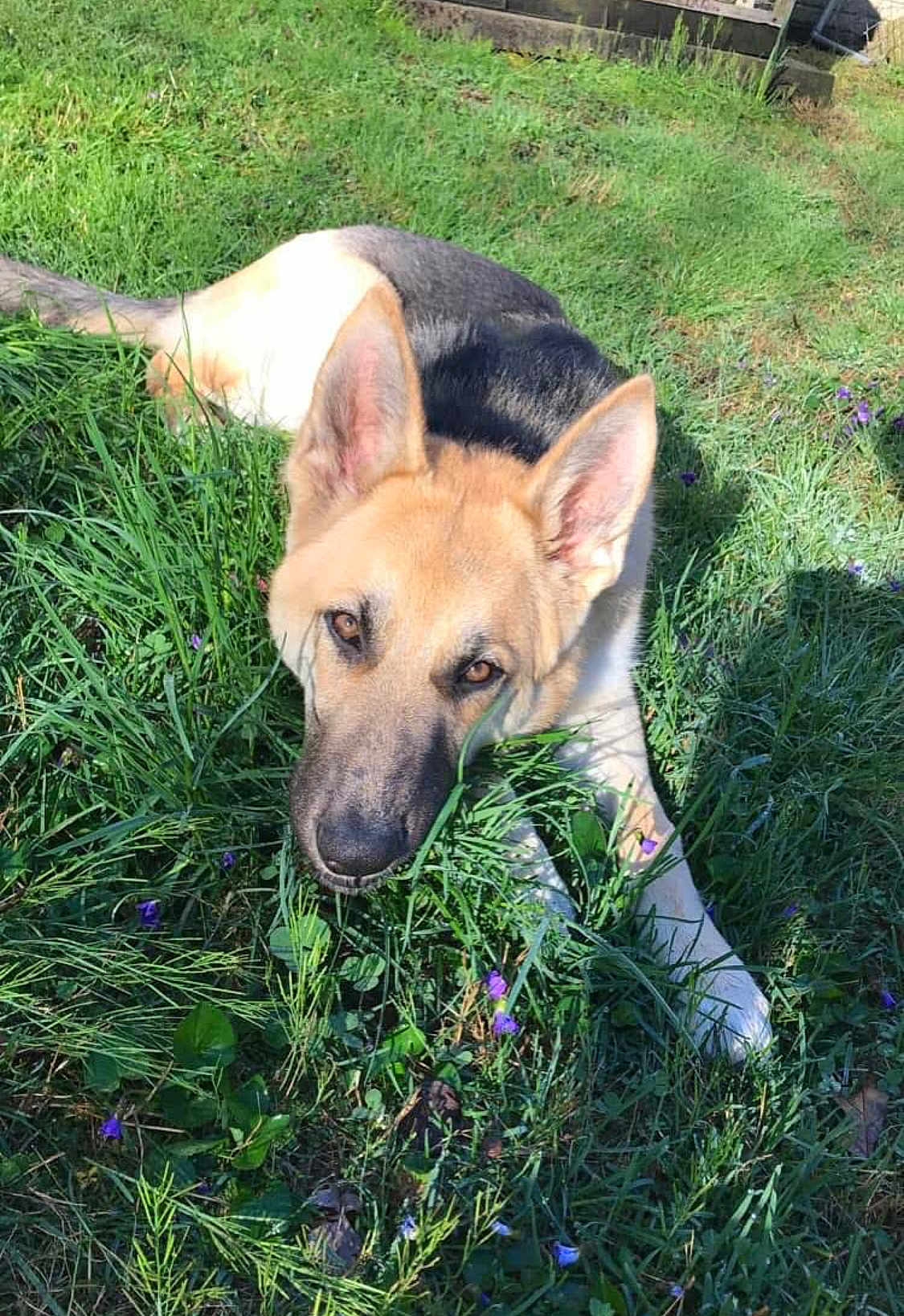 Lexi is registered to the contest to win money with this photo: dog, german_shepherd, grass, outdoor, nature, sunlight, pet, animal, ears, fur, greenery, flower, lawn, curious, lying_down, canine, daylight, snout, eyes, peaceful
