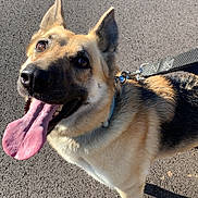 Lexi joined the competition — help win amazing prizes! dog, german_shepherd, canine, pet, leash, tongue_out, happy, outdoor, pavement, sunlight, ears_up, looking_up, fur, animal, mammal, collar, shadow, close_up, walking, daytime