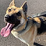 dog, german_shepherd, canine, pet, leash, tongue_out, happy, outdoor, pavement, sunlight, ears_up, looking_up, fur, animal, mammal, collar, shadow, close_up, walking, daytime