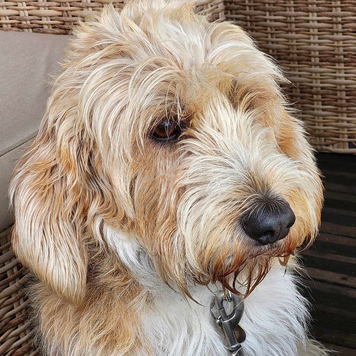 Pétrus a rejoint le concours — aidez-le/la à gagner de superbes lots ! animal, brown_eyes, close_up, collar, curly_fur, dog, fluffy, furniture, leash, long_ears, muzzle, outdoor, pet, portrait, side_view, tan_fur, thoughtful, wet_nose, white_fur, wicker