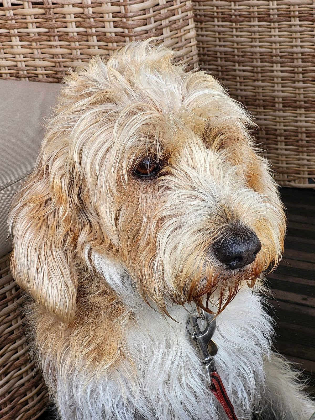 Pétrus a rejoint le concours — aidez-le/la à gagner de superbes lots ! dog, pet, animal, close_up, curly_fur, wet_nose, brown_eyes, wicker, furniture, leash, collar, outdoor, portrait, fluffy, side_view, muzzle, long_ears, white_fur, tan_fur, thoughtful