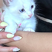 Ange participe au concours pour gagner de l'argent avec cette photo : kitten, cat, animal, pet, white_fur, blue_eyes, hand, manicure, nails, pastel_colors, cute, close_up, domestic_animal, feline, soft_fur, young_animal, person, skin, holding, comfort