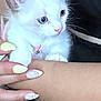 kitten, cat, animal, pet, white_fur, blue_eyes, hand, manicure, nails, pastel_colors, cute, close_up, domestic_animal, feline, soft_fur, young_animal, person, skin, holding, comfort