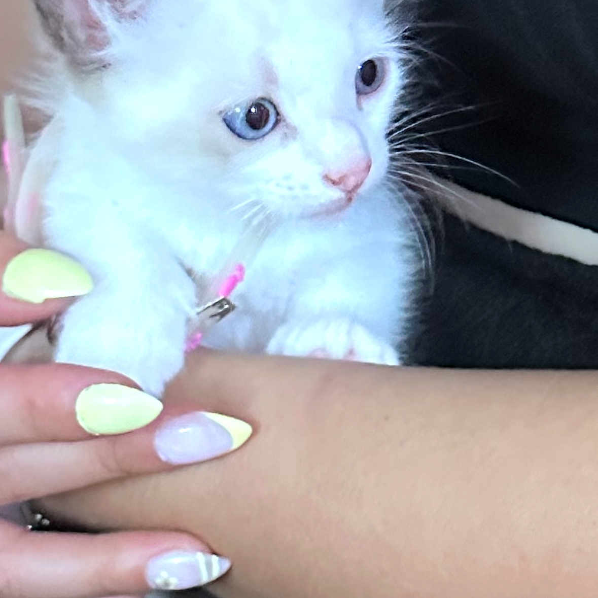 Ange participe au concours pour gagner de l'argent avec cette photo : animal, blue_eyes, cat, close_up, comfort, cute, domestic_animal, feline, hand, holding, kitten, manicure, nails, pastel_colors, person, pet, skin, soft_fur, white_fur, young_animal