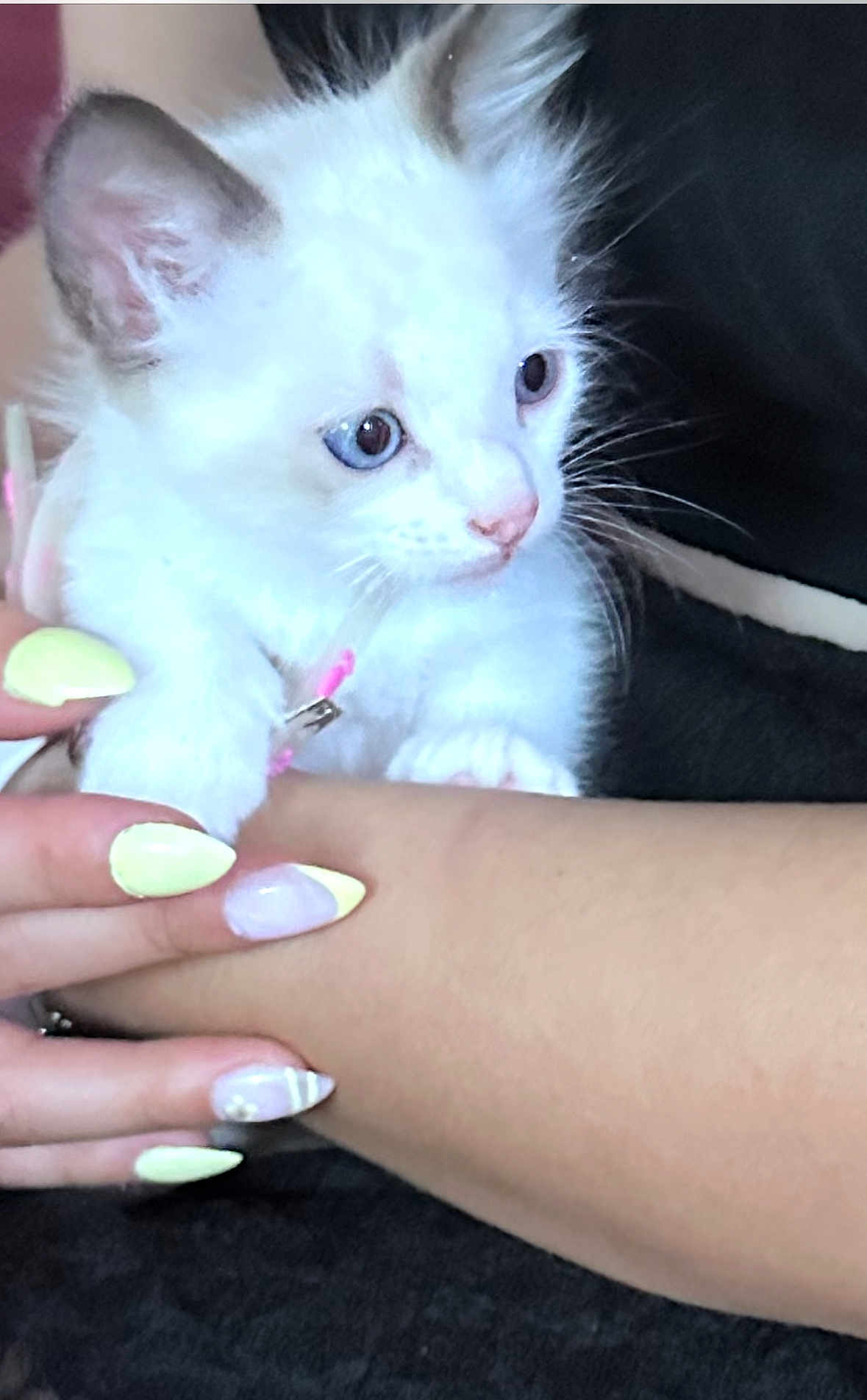 Ange participe au concours pour gagner de l'argent avec cette photo : kitten, cat, animal, pet, white_fur, blue_eyes, hand, manicure, nails, pastel_colors, cute, close_up, domestic_animal, feline, soft_fur, young_animal, person, skin, holding, comfort