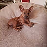 puppy, dog, pet, small_dog, brown_dog, short_hair, large_ears, sitting, lying_down, blanket, couch, indoor, home, living_room, portrait, animal, cute, relaxed, books, television