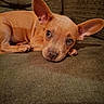 Bijoux participe au concours pour gagner de l'argent avec cette photo : puppy, dog, tan_fur, large_ears, floppy_ears, lying_down, couch, indoor, pet, cute, adorable, close_up, portrait, brown, sleepy, sad_expression, shiny_eyes, paws, fur, cozy