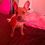 Bijoux participe au concours pour gagner de l'argent avec cette photo : dog, puppy, pet, animal, portrait, sitting, indoors, bed, blanket, bedroom, collar, wide_ears, brown_fur, short_fur, looking_at_camera, cute, pink_lighting, red_tint, home, photography