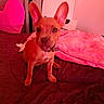 dog, puppy, pet, animal, portrait, sitting, indoors, bed, blanket, bedroom, collar, wide_ears, brown_fur, short_fur, looking_at_camera, cute, pink_lighting, red_tint, home, photography