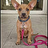dog, puppy, sitting, pointy_ears, collar, leash, pink_leash, blue_collar, brown_fur, short_hair, indoors, tiled_floor, window, daylight, portrait, front_view, pet, cute, alert, home