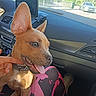 dog, pet, puppy, brown_fur, pointed_ears, open_mouth, tongue, teeth, happy, smiling, car, car_interior, passenger_seat, dashboard, seatbelt, human_hand, road_trip, outdoor, sunlight, portrait