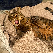 Pepper is registered to the contest to win money with this photo: animal, bed, blanket, cat, claws, comfort, cozy, cute, feline, fur, indoor, pet, pillow, relaxed, resting, sleepy, tabby, tail, whiskers, yawning