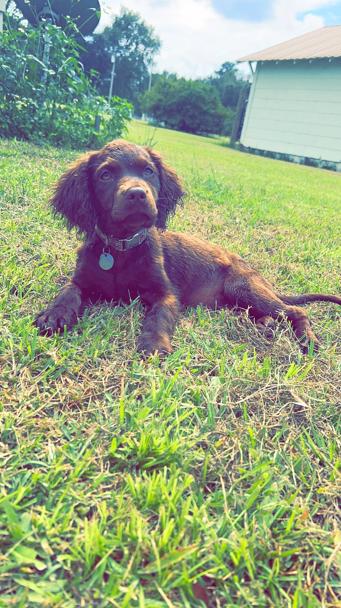 Dolly joined the competition — help win amazing prizes! canidae, carnivore, companion_dog, dog, dog_breed, dog_collar, fawn, fur, grass, groundcover, gun_dog, liver, plant, snout, spaniel, sporting_group, tail, terrestrial_animal, tree, working_animal