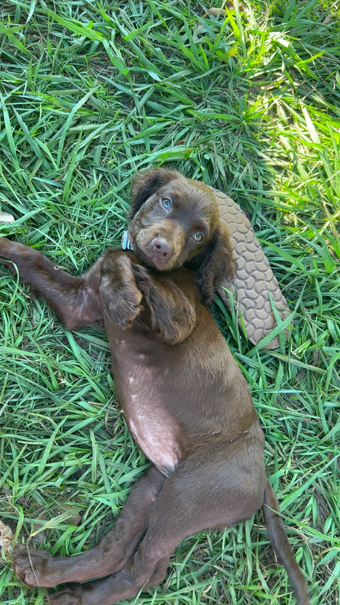 Dolly is registered to the contest to win money with this photo: fur, grass, groundcover, liver, natural_material, plant, primate, snout, sporting_group, terrestrial_animal, terrestrial_plant, wildlife