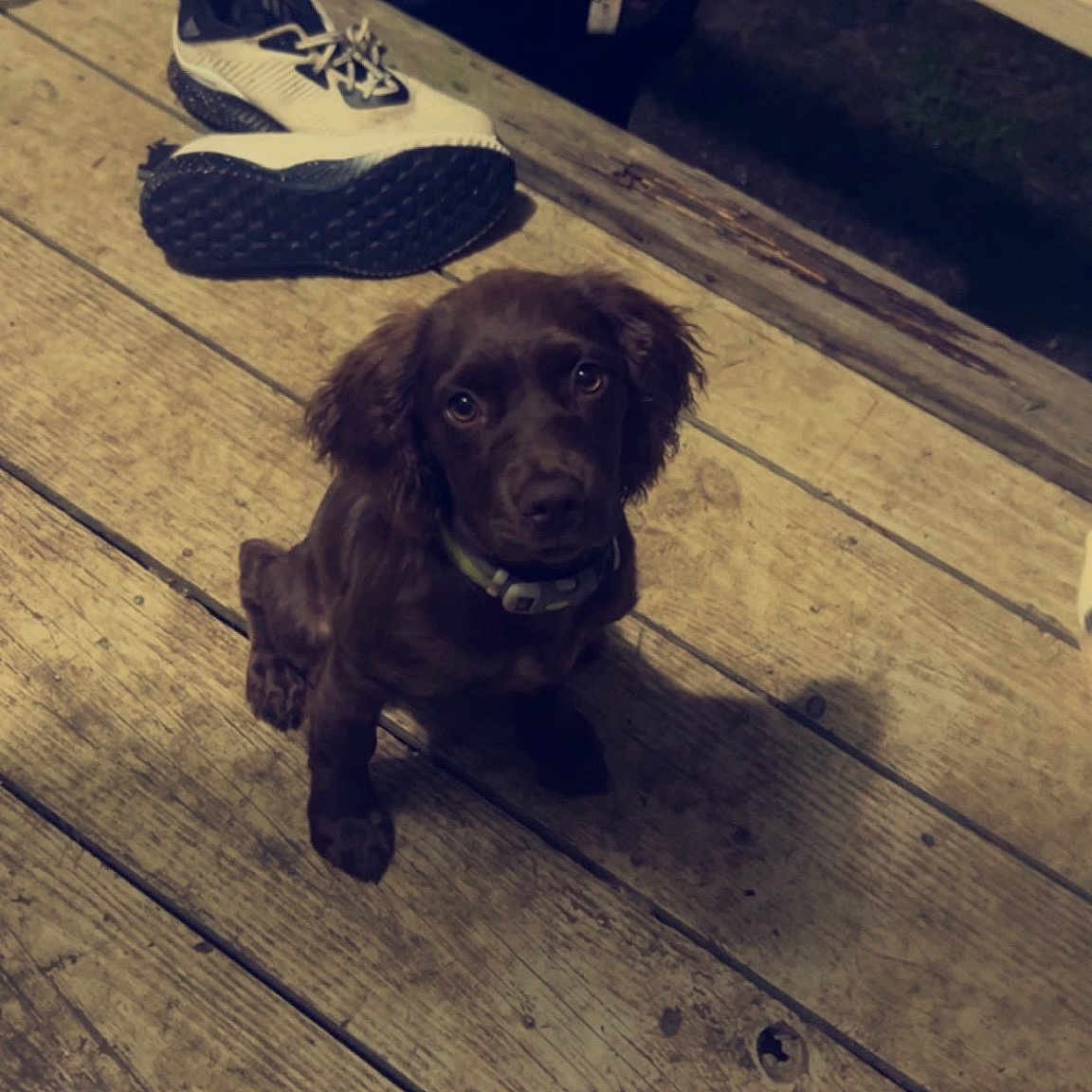 Dolly