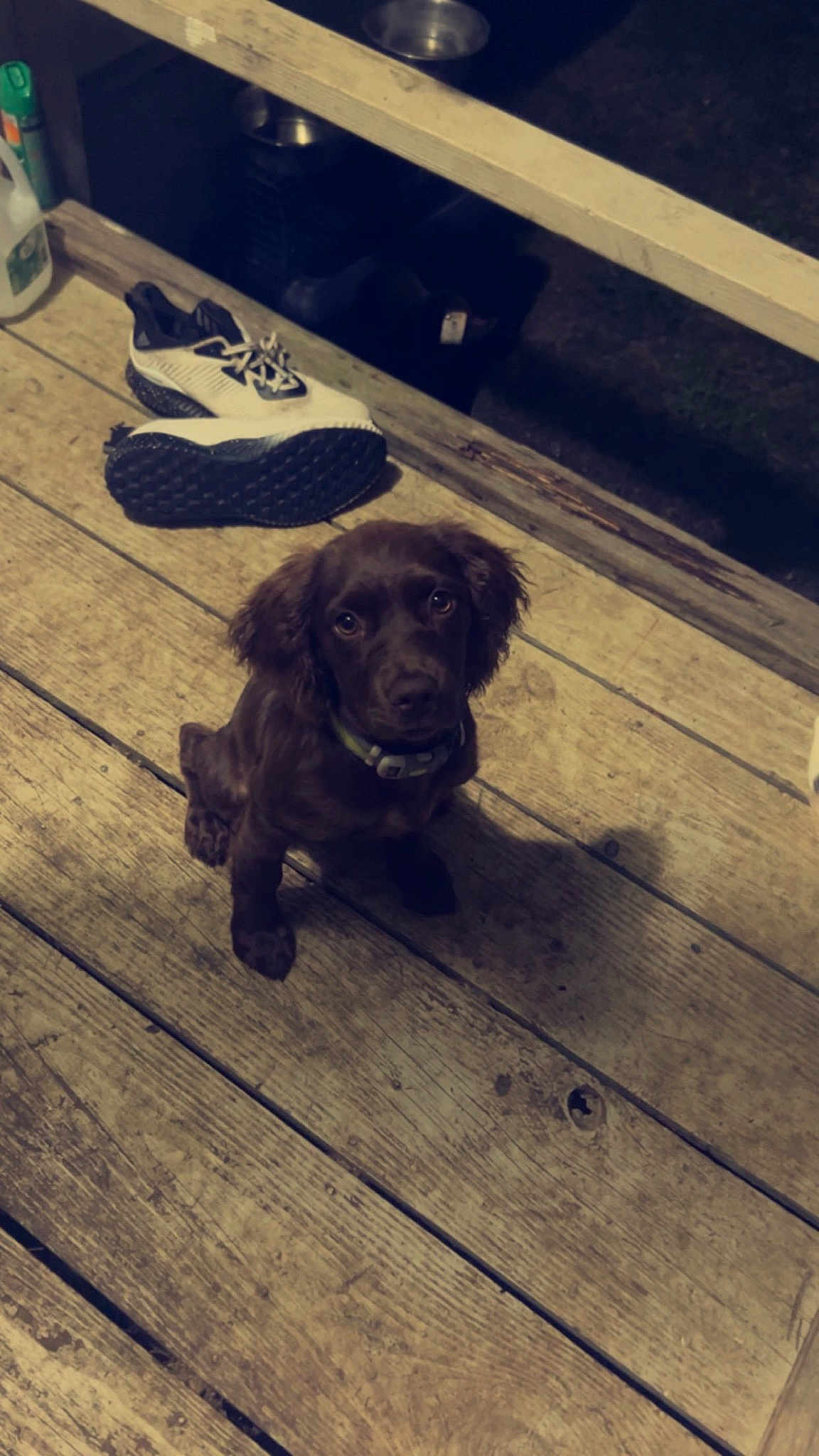 Dolly