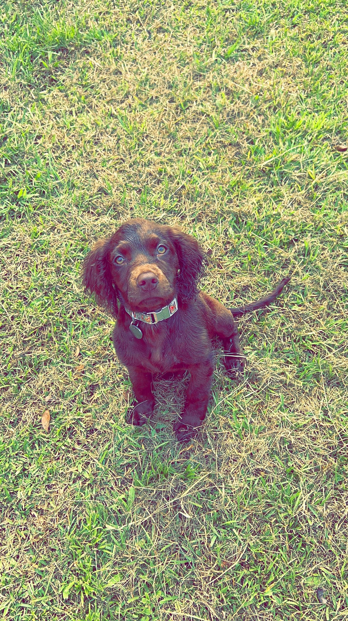 Dolly joined the competition — help win amazing prizes! canidae, carnivore, companion_dog, dog, dog_breed, fawn, fur, grass, gun_dog, hunting_dog, liver, plant, poodle, snout, soil, sporting_group, tail, terrestrial_animal, water_dog, working_animal