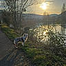 Malia a rejoint le concours — aidez-le/la à gagner de superbes lots ! dog, sunset, river, path, tree, shadow, grass, outdoor, nature, water, sky, reflection, bare_tree, hill, cloud, animal, scenic, walking_path, sunlight, landscape