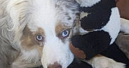 Malia participe au concours pour gagner de l'argent avec cette photo : dog, blue_eyes, plush_toy, panda, cushion, couch, indoor, pet, fur, resting, closeup, brown, white, black, snout, ears, nose, animal, companion, cozy