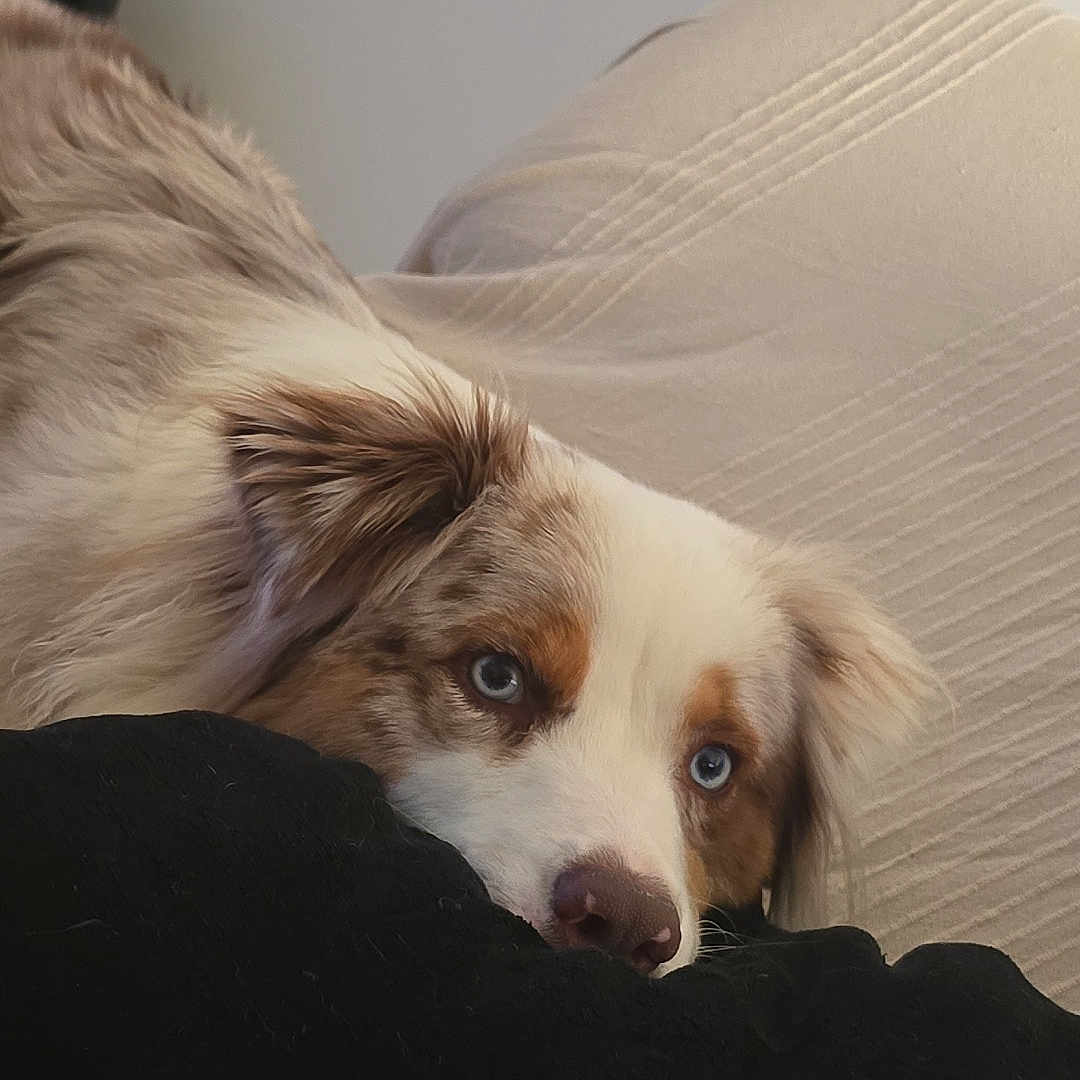 Malia