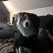 Malia a rejoint le concours — aidez-le/la à gagner de superbes lots ! dog, pet, hood, couch, indoor, animal, fur, black, white, red_trim, living_room, cat_tree, relaxed, seated, curious, cozy, soft_lighting, casual, portrait, domestic
