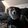 dog, pet, hood, couch, indoor, animal, fur, black, white, red_trim, living_room, cat_tree, relaxed, seated, curious, cozy, soft_lighting, casual, portrait, domestic