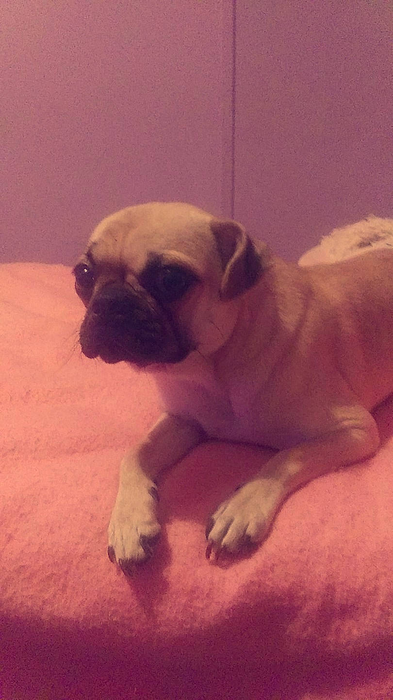 Buttercup joined the competition — help win amazing prizes! ancient_dog_breeds, bulldog, bullmastiff, canidae, carnivore, companion_dog, dog, dog_breed, dorset_olde_tyme_bulldogge, fawn, mammal, non_sporting_group, pug, puppy, puppy_love, skin, snout, toy_bulldog, toy_dog, vertebrate