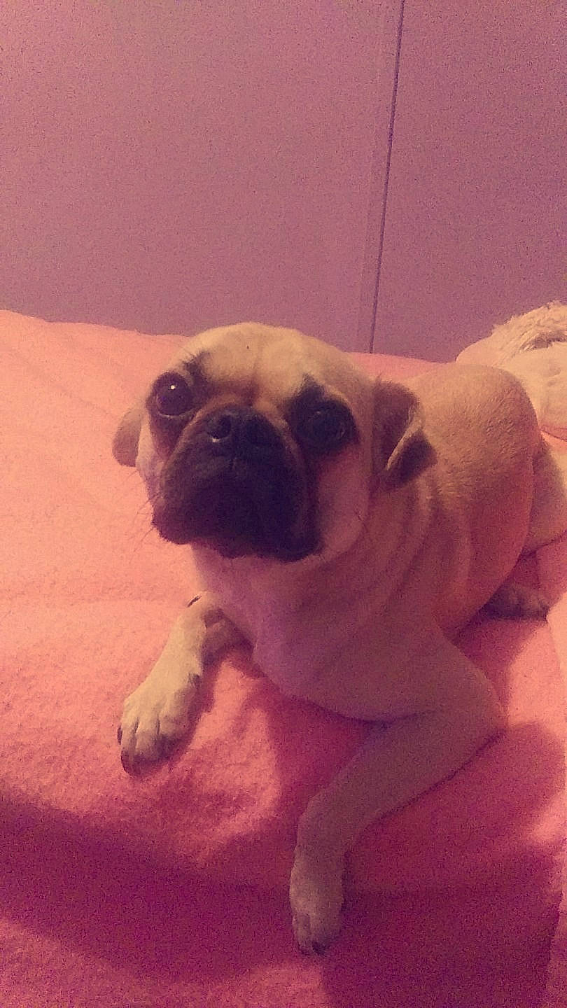 Buttercup is registered to the contest to win money with this photo: ancient_dog_breeds, bulldog, canidae, carnivore, companion_dog, dog, dog_breed, fawn, mammal, non_sporting_group, pug, puppy, puppy_love, skin, snout, toy_bulldog, toy_dog, vertebrate