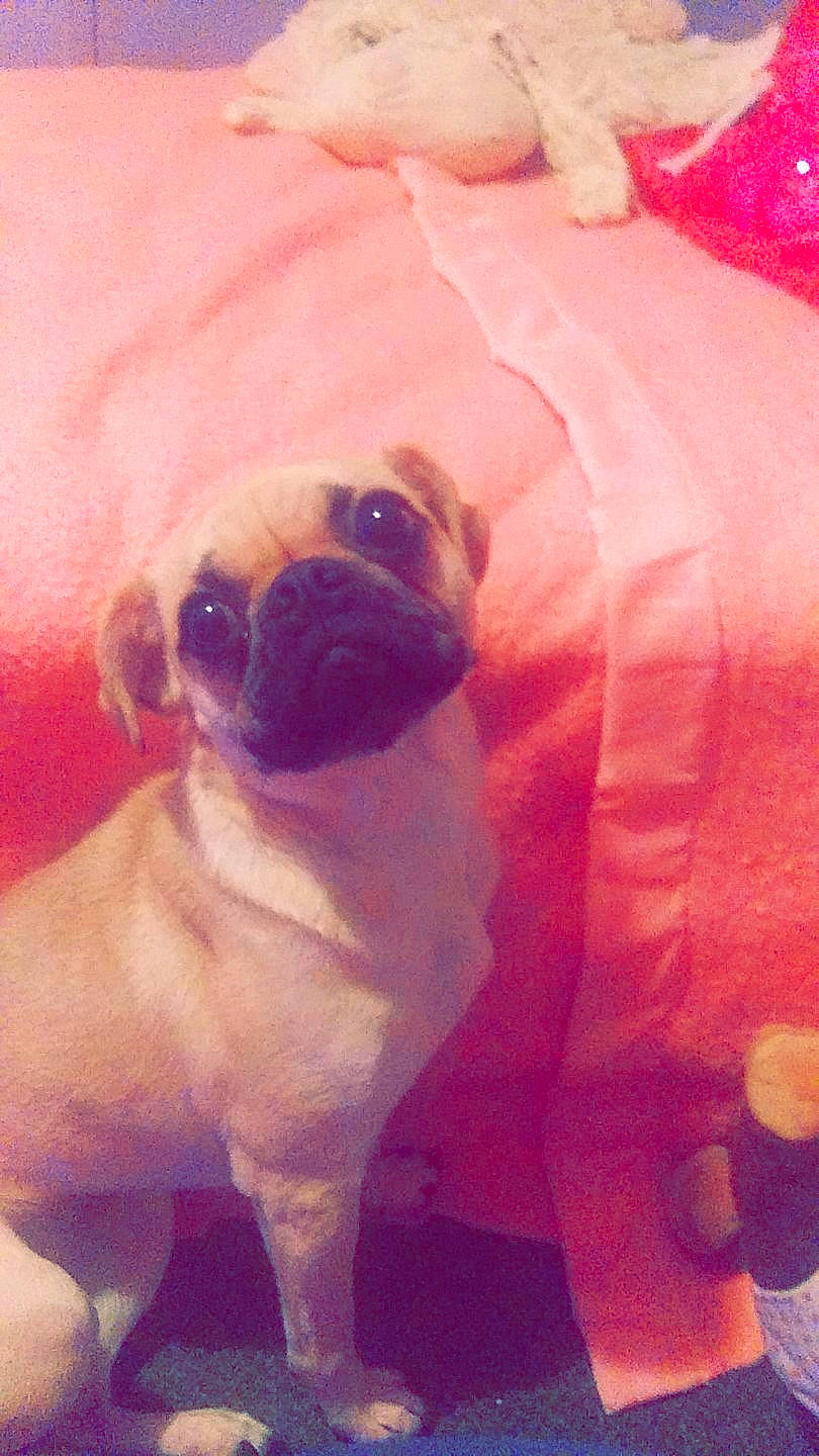 Buttercup is registered to the contest to win money with this photo: canidae, carnivore, companion_dog, dog, dog_breed, fawn, mammal, pug, puppy, puppy_love, skin, snout, toy_dog, vertebrate