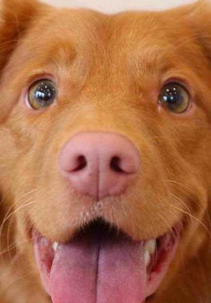 Pumpkin is registered to the contest to win money with this photo: canidae, carnivore, cheek, close_up, companion_dog, dog, dog_breed, eye, face, golden_retriever, head, mouth, nose, nova_scotia_duck_tolling_retriever, puppy, retriever, skin, snout, sporting_group, whiskers