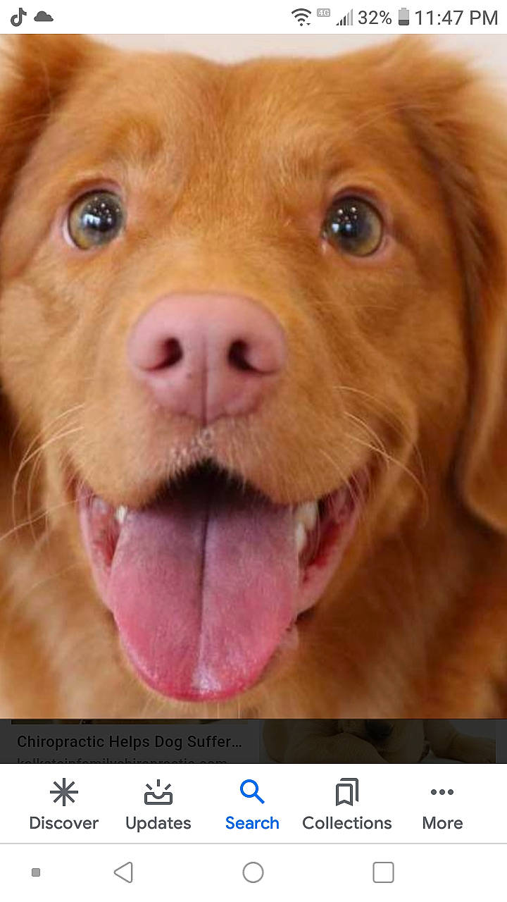 Pumpkin is registered to the contest to win money with this photo: canidae, carnivore, close_up, companion_dog, dog, dog_breed, eye, fur, golden_retriever, mouth, nose, nova_scotia_duck_tolling_retriever, photo_caption, photography, puppy, retriever, skin, snout, sporting_group, whiskers