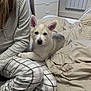 adult, animal, blanket, canine, computerhardware, dog, dogbed, electronics, eskimodog, female, furniture, hardware, husky, monitor, person, pet, puppy, screen, woman