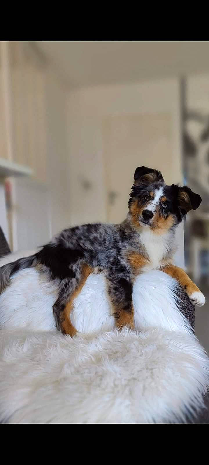 Guppy a rejoint le concours — aidez-le/la à gagner de superbes lots ! carnivore, companion_dog, dog, dog_breed, fur, snout, sporting_group, terrestrial_animal, working_animal, working_dog