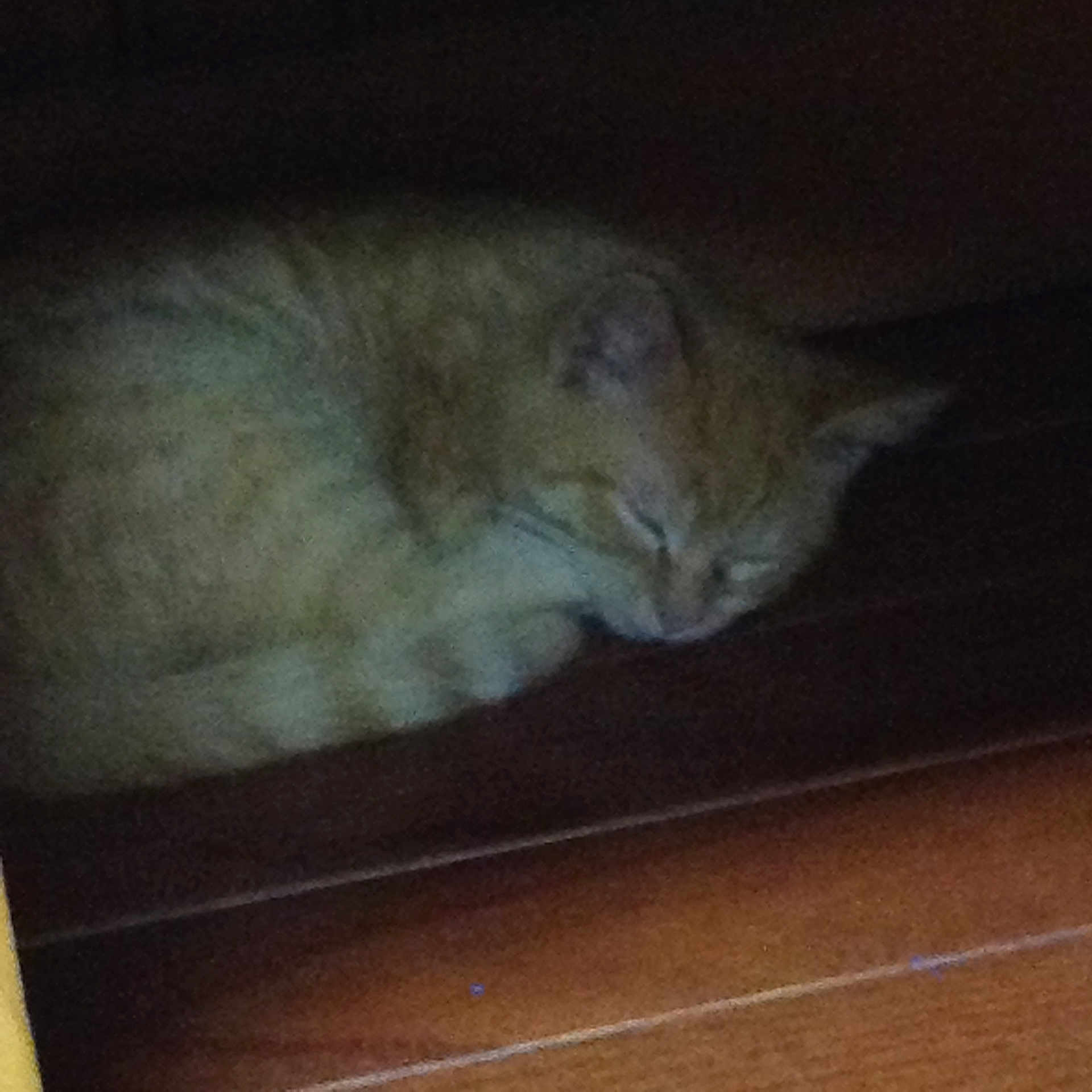 Sloan joined the competition — help win amazing prizes! cat, cat_like_mammal, domestic_short_haired_cat, eye, fauna, kitten, small_to_medium_sized_cats, snout, whiskers