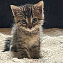 kitten, tabby, cat, feline, pet, cute, small, fur, whiskers, eyes, animal, baby, domestic, soft, texture, blanket, indoor, portrait, sitting, adorable