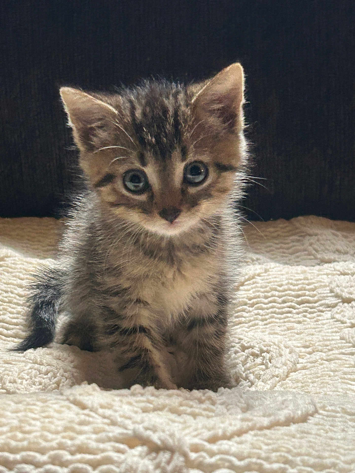 Arrow Galloway is registered to the contest to win money with this photo: kitten, tabby, cat, feline, pet, cute, small, fur, whiskers, eyes, animal, baby, domestic, soft, texture, blanket, indoor, portrait, sitting, adorable