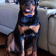 Diesel is registered to the contest to win money with this photo: animal, black, brown, collar, couch, cute, dog, ears, face, floor, fur, home, indoor, paw, pet, pillow, rottweiler, sitting, tongue_out, wooden_floor