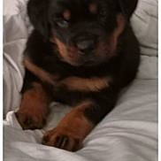 Diesel joined the competition — help win amazing prizes! puppy, rottweiler, dog, black, brown, bed, blanket, indoor, pet, cute, sleepy, animal, fur, paws, resting, young, canine, domestic_animal, companion, cozy