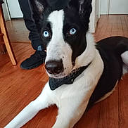 Tajamo a rejoint le concours — aidez-le/la à gagner de superbes lots ! accessories, adult, animal, canine, clothing, dog, footwear, hardwood, hound, husky, indoors, interiordesign, male, man, person, pet, plywood, puppy, shoe, wood