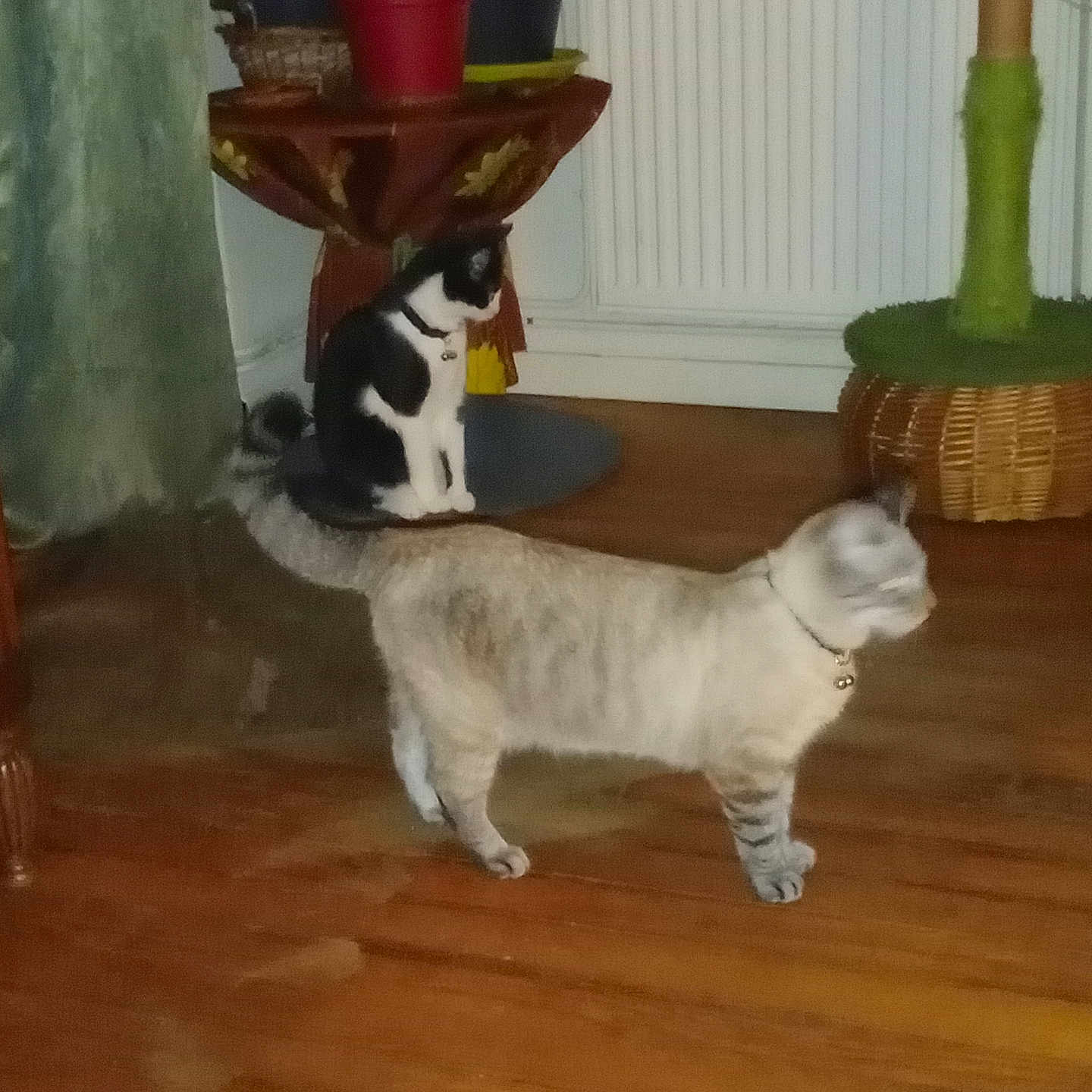 Harley Et Madison a rejoint le concours — aidez-le/la à gagner de superbes lots ! animal, architecture, building, cat, furniture, hardwood, indoors, interiordesign, jar, kitten, livingroom, pet, plant, planter, plywood, pottedplant, pottery, room, vase, wood