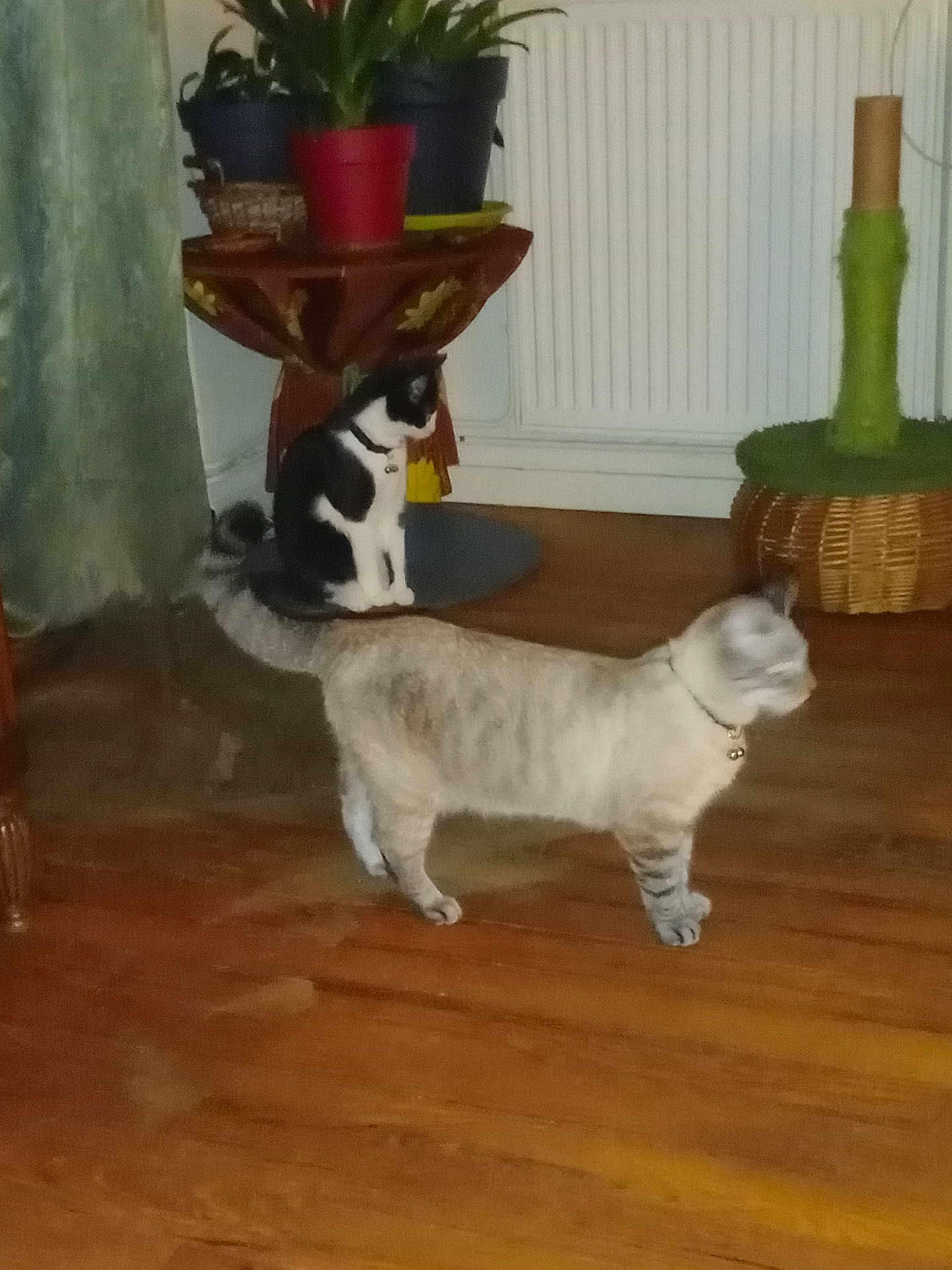 Harley Et Madison a rejoint le concours — aidez-le/la à gagner de superbes lots ! animal, architecture, building, cat, furniture, hardwood, indoors, interiordesign, jar, kitten, livingroom, pet, plant, planter, plywood, pottedplant, pottery, room, vase, wood
