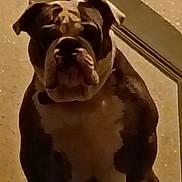 Bobby participe au concours pour gagner de l'argent avec cette photo : dog, bulldog, pet, animal, indoor, brown, white, fur, face, ears, snout, window, door_frame, wall, shadow, looking, portrait, expression, sitting, companion