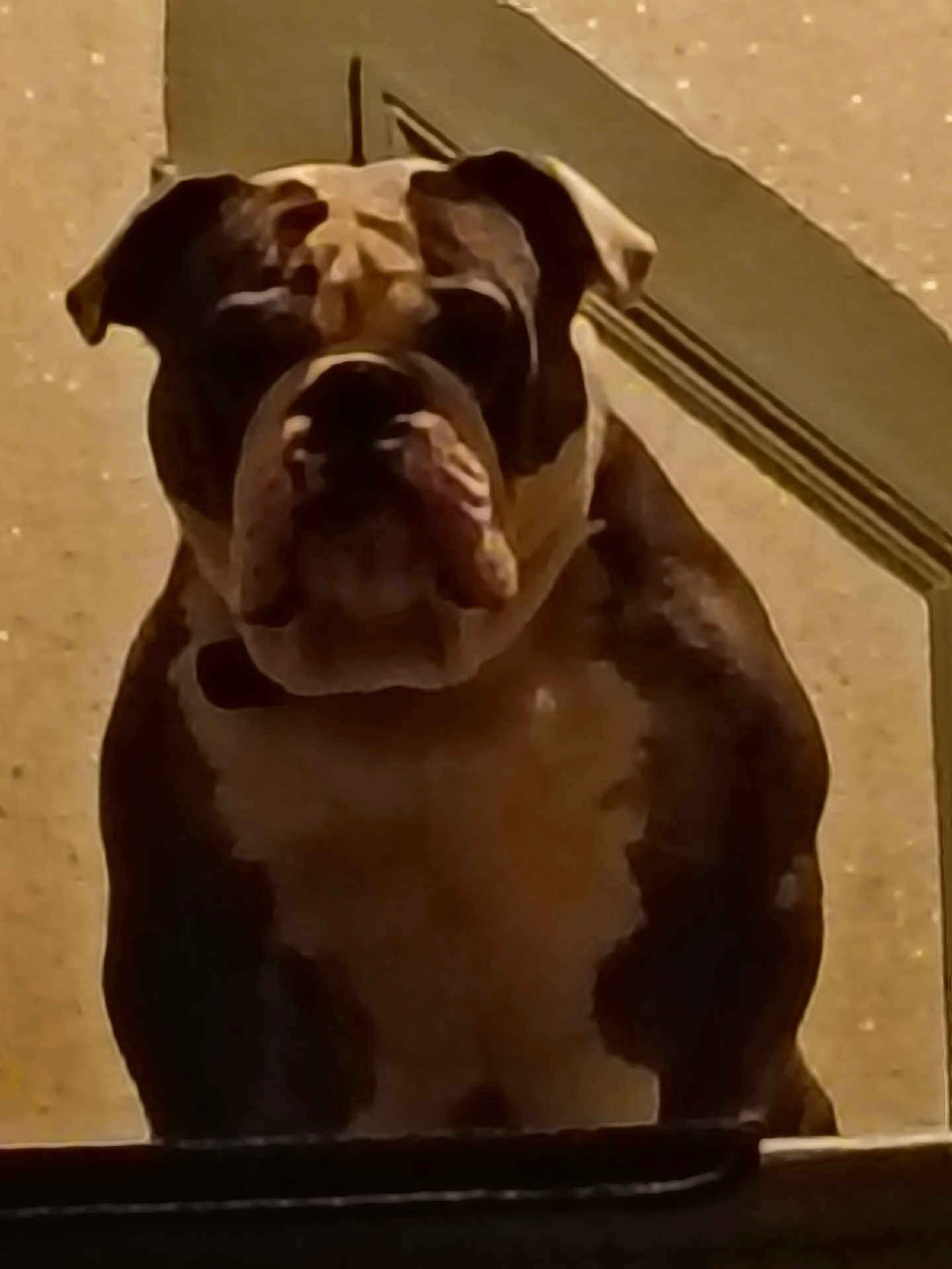 Bobby participe au concours pour gagner de l'argent avec cette photo : dog, bulldog, pet, animal, indoor, brown, white, fur, face, ears, snout, window, door_frame, wall, shadow, looking, portrait, expression, sitting, companion