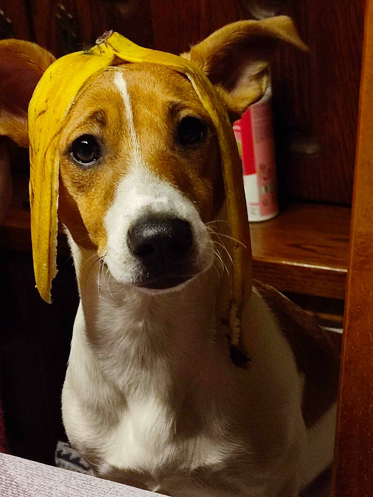 Max participe au concours pour gagner de l'argent avec cette photo : ancient_dog_breeds, canidae, carnivore, collar, companion_dog, dog, dog_breed, dog_collar, dog_supply, fawn, fur, hardwood, hat, non_sporting_group, sporting_group, whiskers, wood, working_animal, working_dog