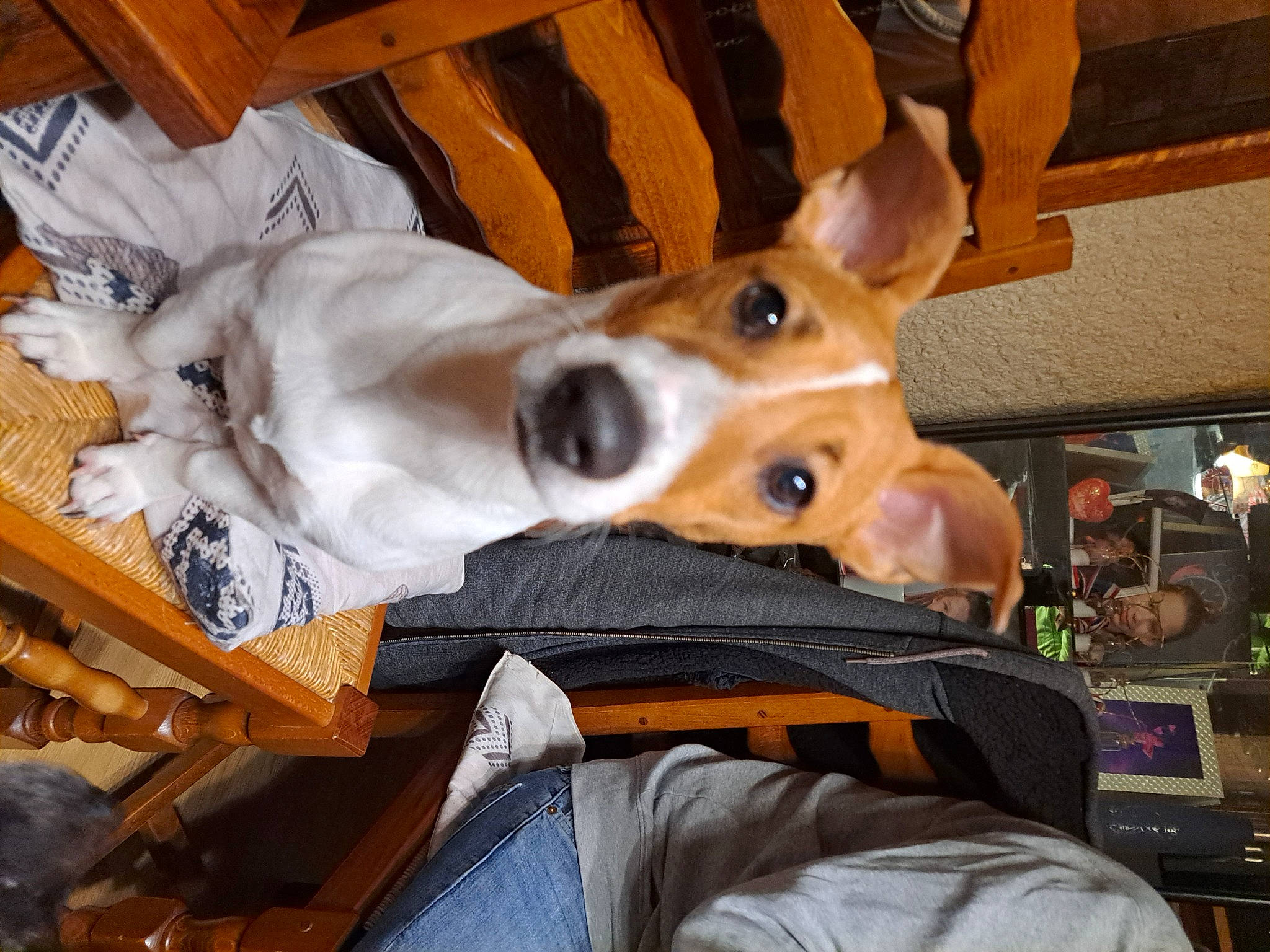 Max participe au concours pour gagner de l'argent avec cette photo : canidae, carnivore, chair, comfort, companion_dog, dog, dog_breed, ear, fawn, fur, lap, non_sporting_group, snout, sporting_group, wood, working_animal