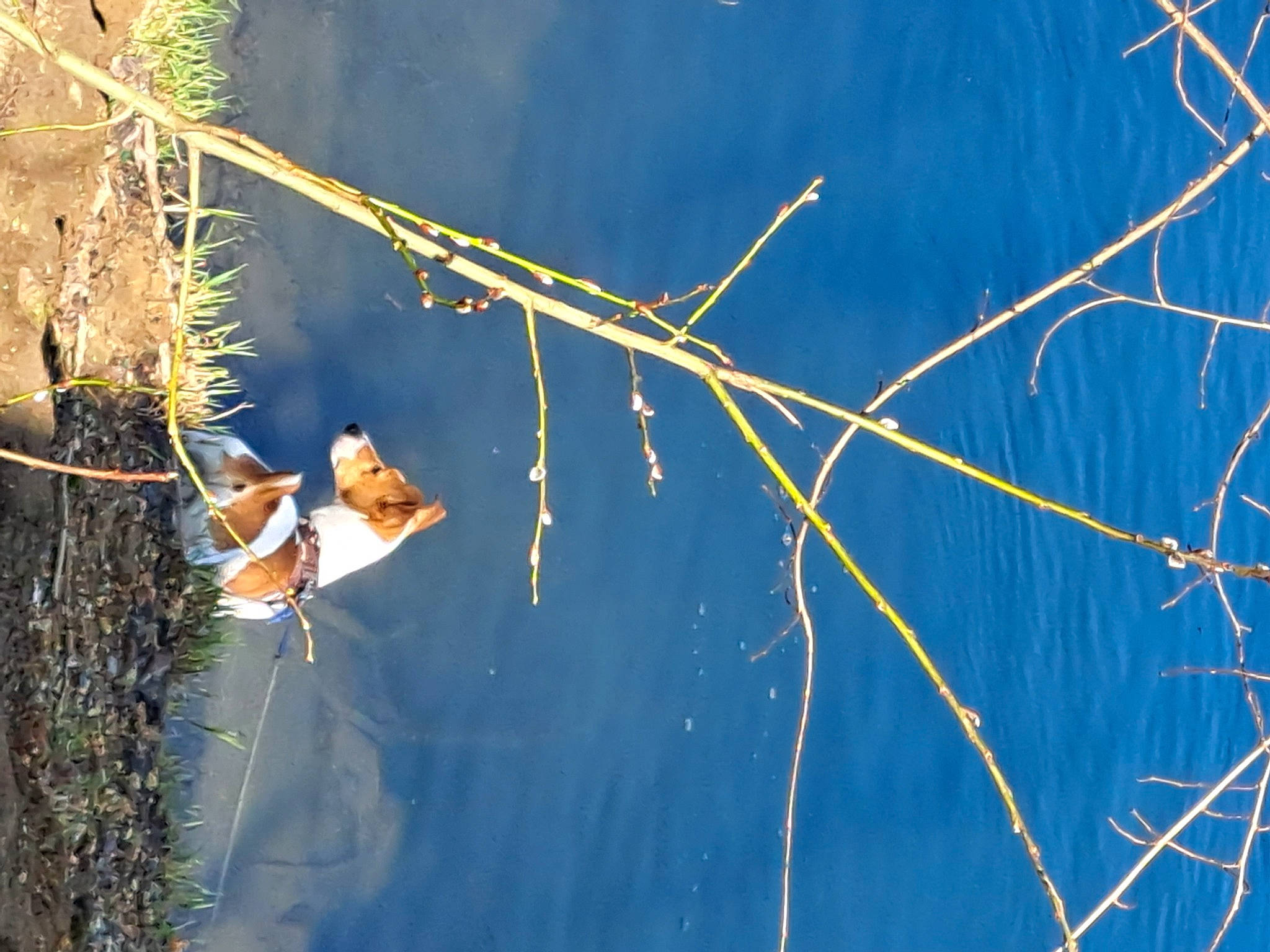 Max a rejoint le concours — aidez-le/la à gagner de superbes lots ! autumn, electric_blue, forest, grass, lake, nature, organism, plant, plant_stem, pond, reflection, rope, sky, tree, trunk, twig, water, wetland, wildlife, wood