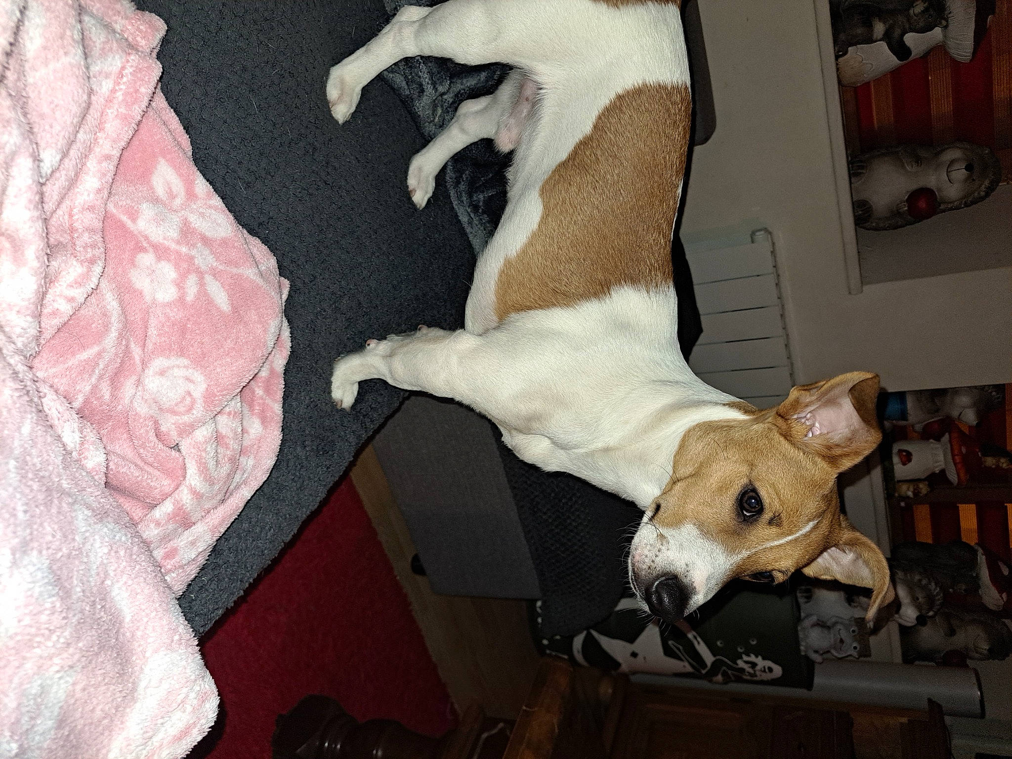 Max participe au concours pour gagner de l'argent avec cette photo : art, bull_terrier, canidae, carnivore, comfort, companion_dog, dog, dog_breed, fawn, felidae, fur, linens, paw, room, small_to_medium_sized_cats, snout, sporting_group, tail, whiskers, working_animal