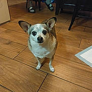 Junior is registered to the contest to win money with this photo: animal, background, brown, casual, companion, curious, dog, ears, floor_tiles, home, indoor, legs, looking_up, person, pet, sandals, small_dog, socks, white, wooden_floor