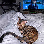 Bulle a rejoint le concours — aidez-le/la à gagner de superbes lots ! cat, bengal_cat, sleeping, curled_up, bed, bedding, blanket, bedroom, television, screen, home, indoors, cozy, relaxed, striped_fur, brown_fur, white_bedding, nighttime, furniture, photography